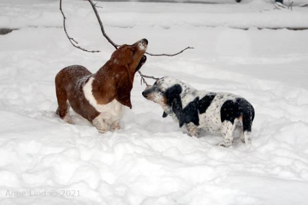 dogs chewing frozen branches