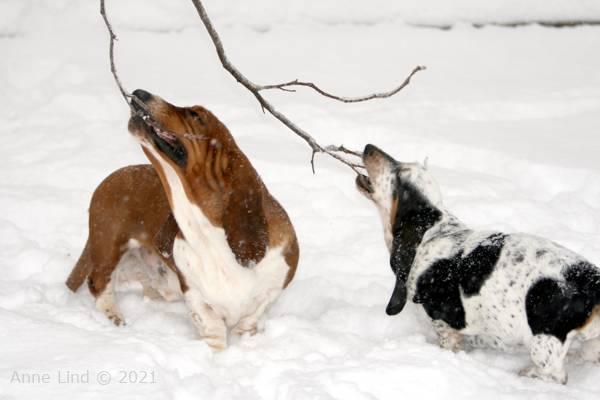 dogs chewing frozen branches