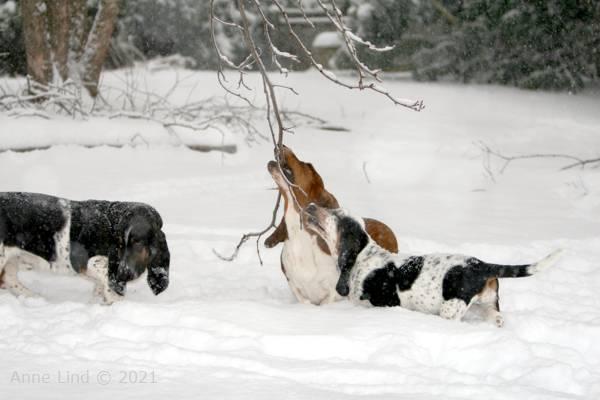 dogs chewing frozen branches
