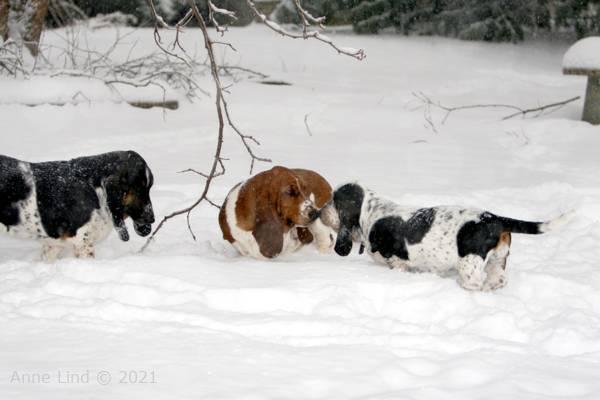 dogs chewing frozen branches