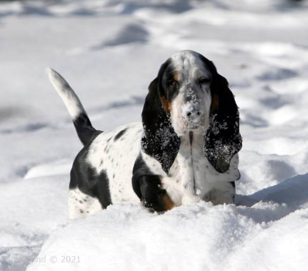 Iz puts on the brakes