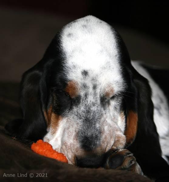 Iz eating a carrot