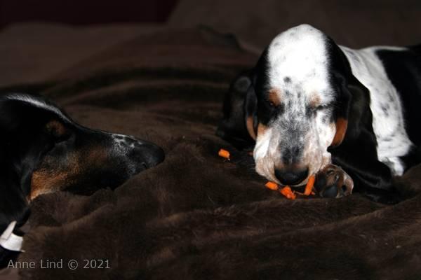 Iz eating a carrot