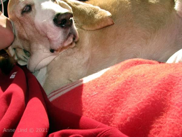 me and the hoov doggers