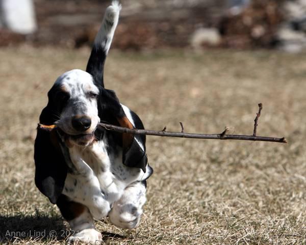 Isabella with a stick