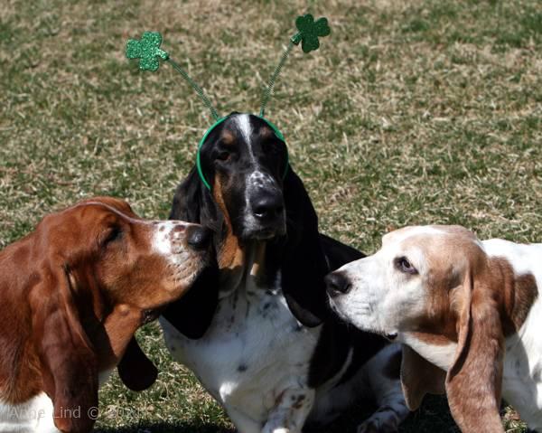 Norm wearing his St Pat day clovers