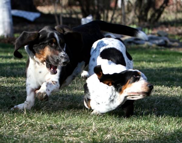 Isabella and Norman running