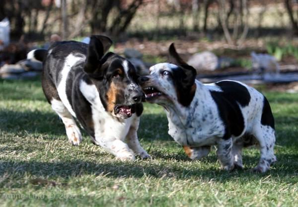 Iz ands Norm running