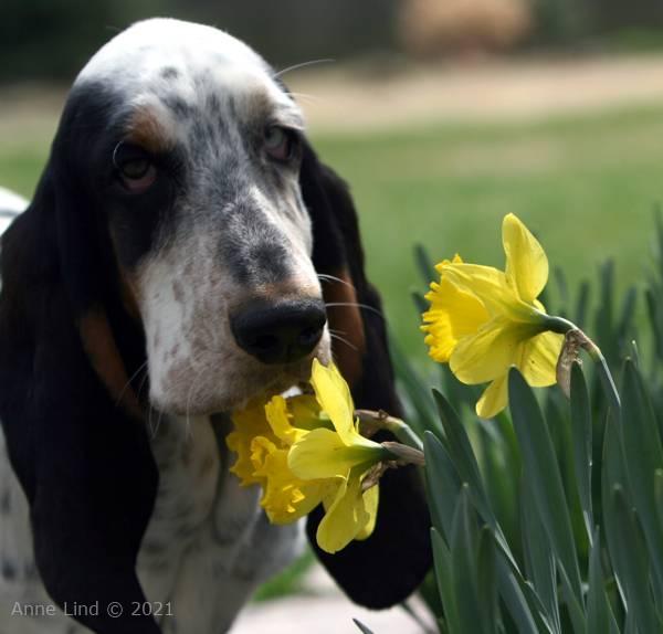 Izzy by the daffs