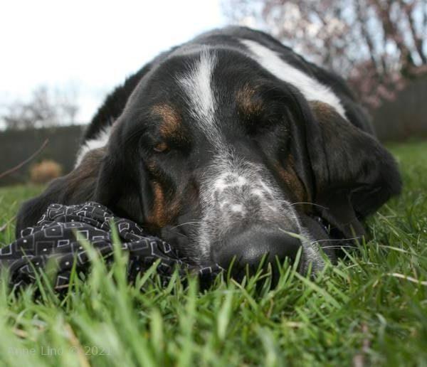 Normie and his laundry