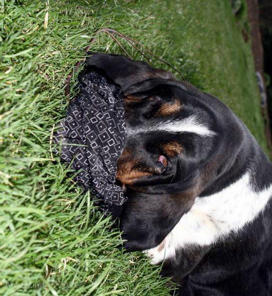 Normie and his laundry