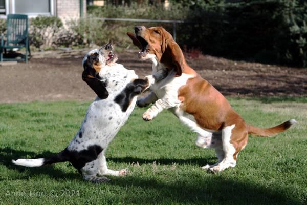 Noogent and Isabella playing