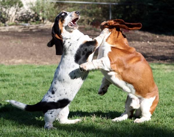 Noogent and Isabella playing
