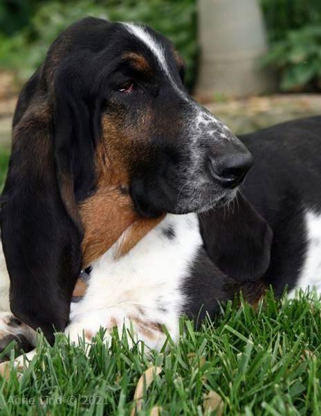 Norman just hanging ouyt in the yard