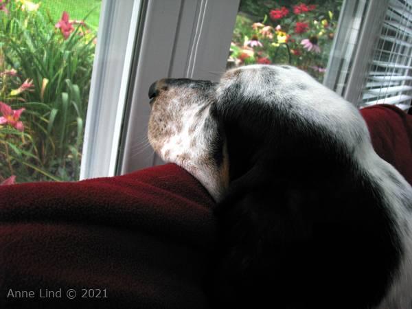 Isabella looking out her window