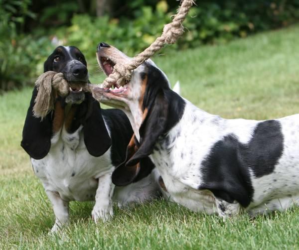 Normie and Iz playing rope