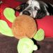 Iz with her turtle
