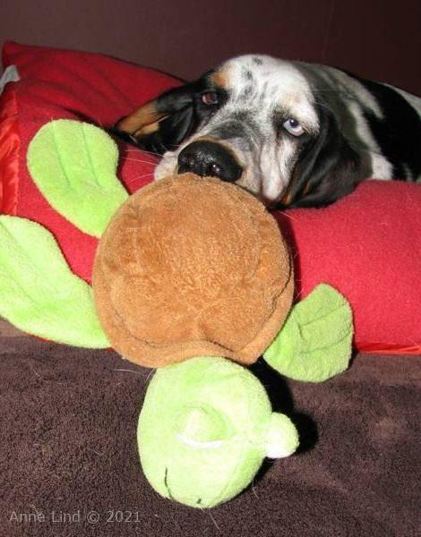 Iz with her turtle