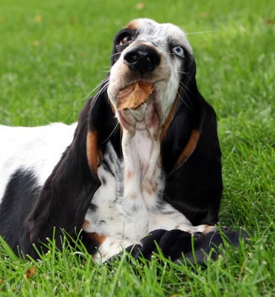 Izbelle and her leaf