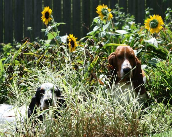 Nooge and Iz chewing grass
