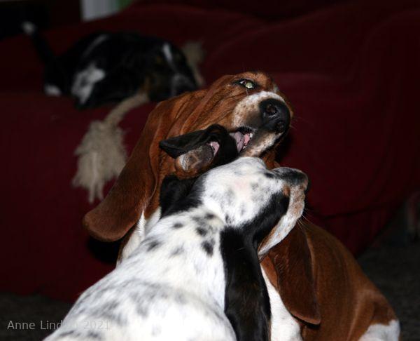 Nooge and Iz playing