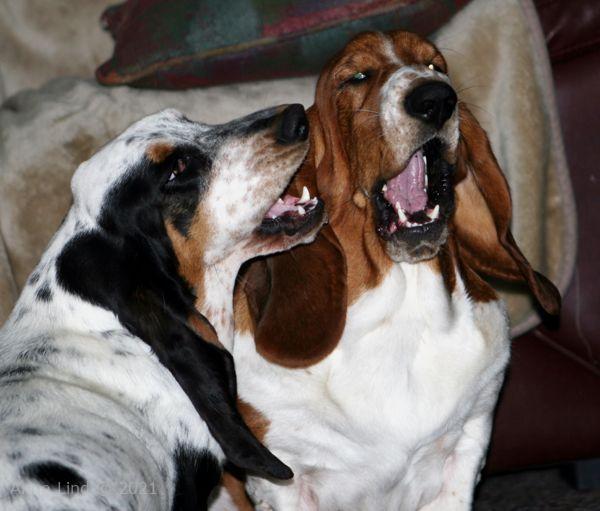 Iz and Nooge playing