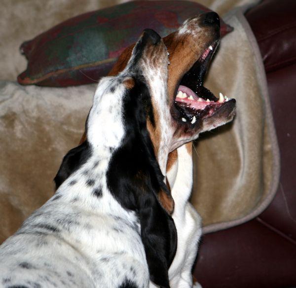 Iz and Nooge playing