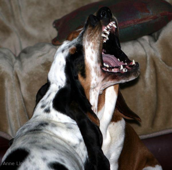 Iz and Nooge playing