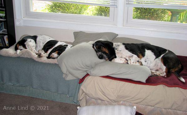 Isabella and Norman napping