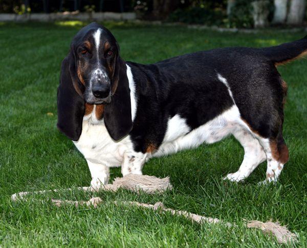 Norman with skank rope