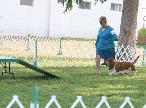 Nooge dog shows
