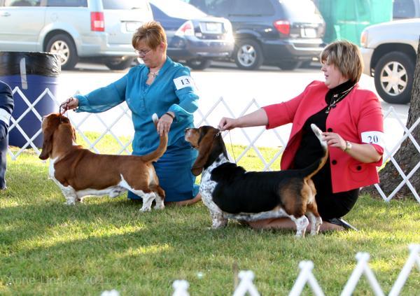 Nooge dog shows