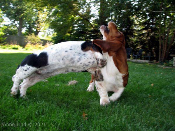 Nooge and Izzy playing