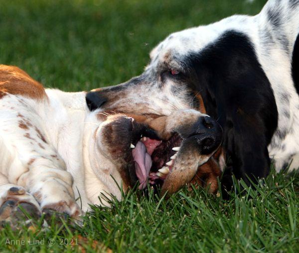 Noogent and Isabella playing
