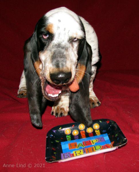 Isabella's first birthday