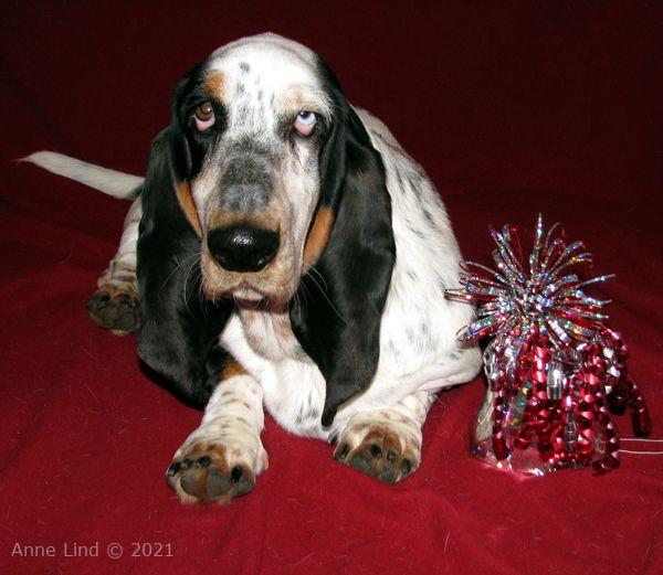 Isabella's first birthday