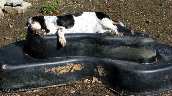Isabella on the pond form