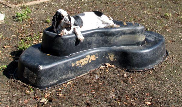 Isabella on the pond form