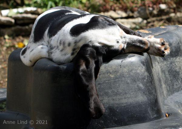 Isabella asleep on pond again