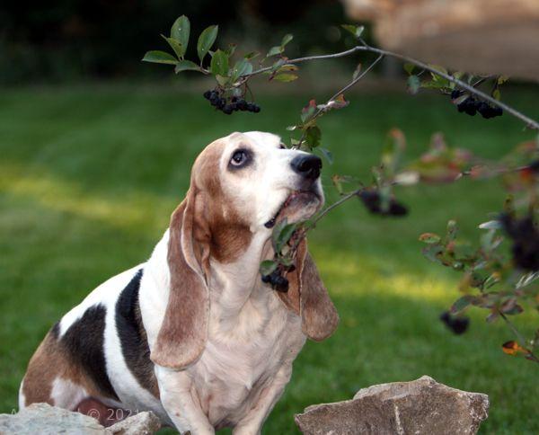 Gretchen eating serviceberries