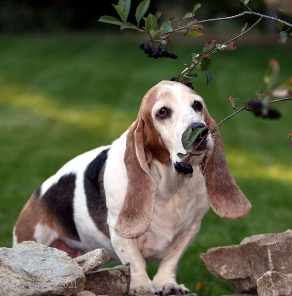 Gretchen eating serviceberries