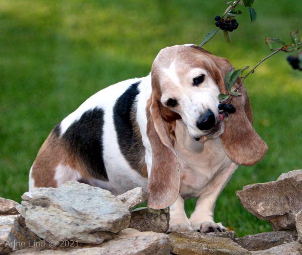 Gretchen eating serviceberries