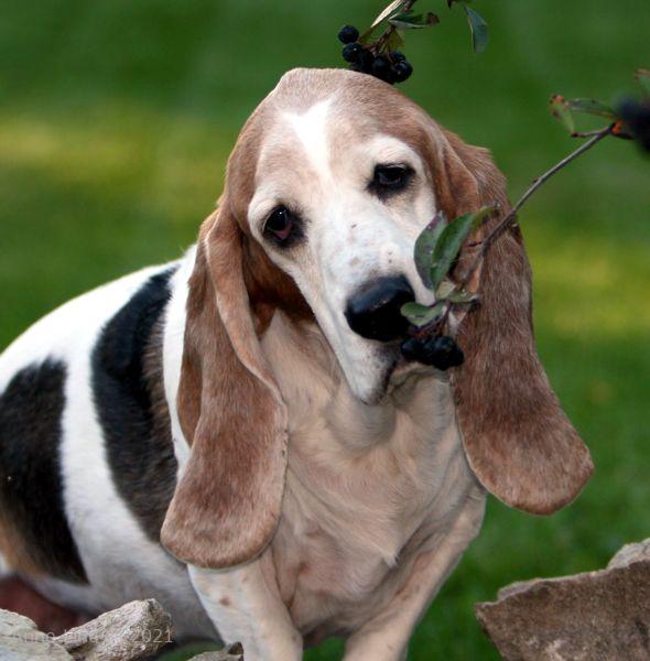 Gretchen eating serviceberries