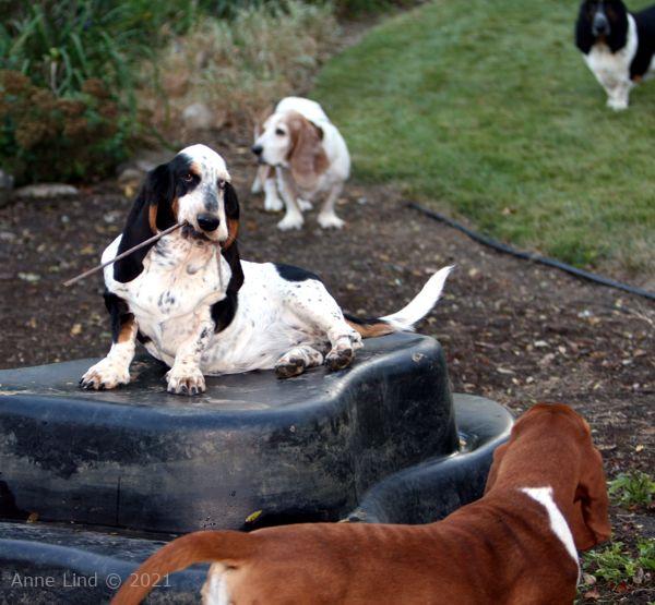 Iz on her pond again