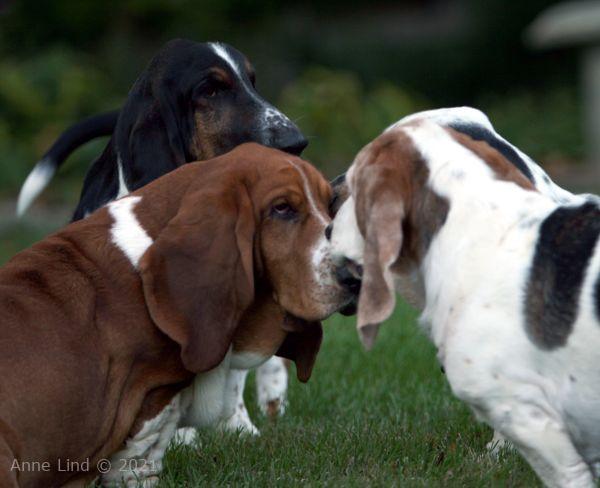 Nooge, Norm and Gretch