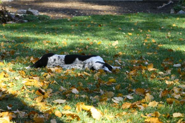 Iz in the leaves
