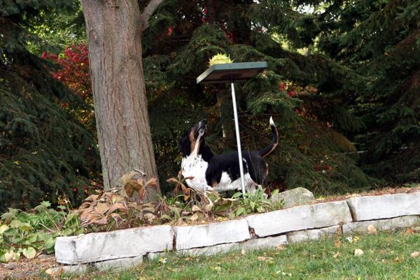 Norman looking at bird feeder