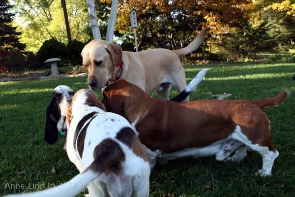 Gretch,Iz, Nooge, Charlie