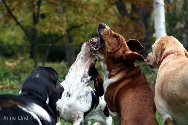 Dracula Iz vs Noogers