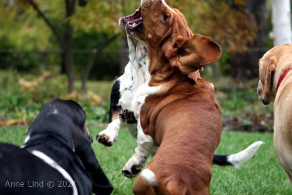 Dracula Iz vs Noogers